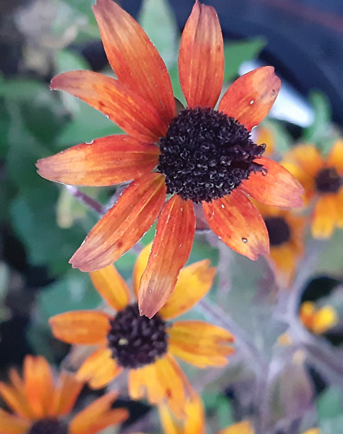 Rudbeckia triloba `Prairie Glow`